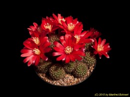 Rebutia padcayensis RH1036 1775